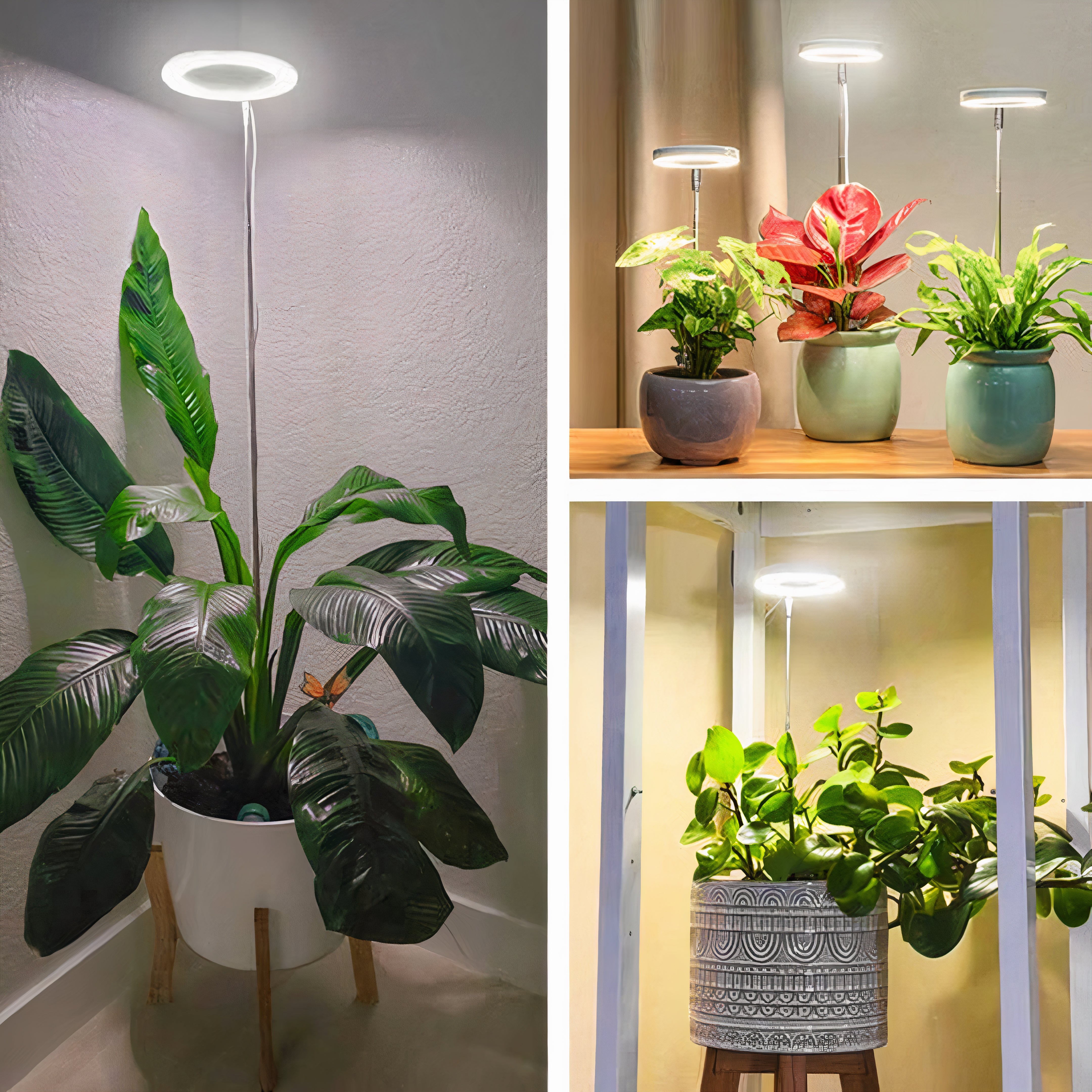 Full Spectrum LED Grow Light | Dimmable, Timer, Height Adjustable